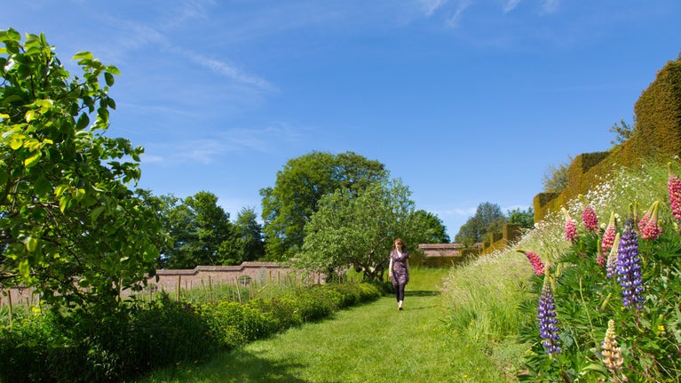 A visitor walking through the garden at Knightshayes with a wall in the background and pink flowers to the right